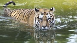 Çin’de bir hayvanat bahçesi romatizmayı tedavi ettiği iddasıyla kaplan idrarı satmaya başladı