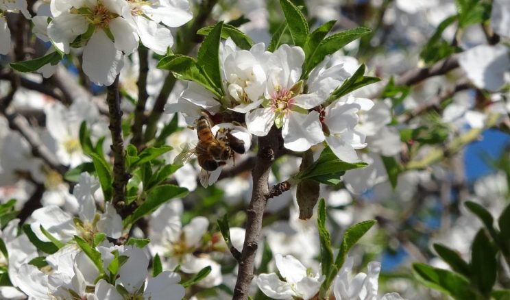 Mersin’de iklim değişikliği badem ağaçlarına 1,5 ay erken çiçek açtırdı