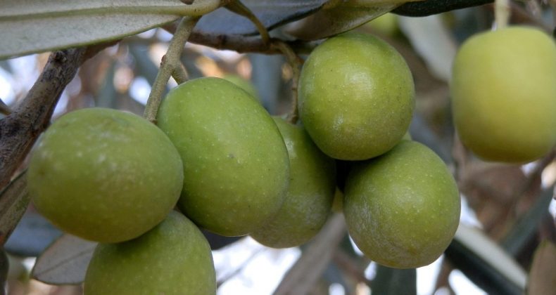 Mersin’den 150 bin tonluk zeytin rekoltesi